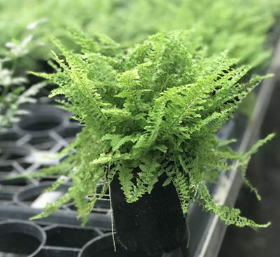 2'' Fern Misty Cloud
